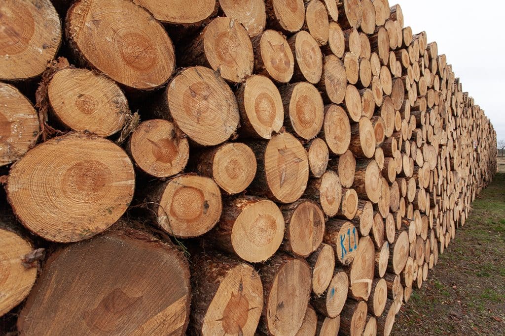 Selection of wooden stumps in the countryside